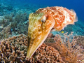 This friendly cuttlefish was laying eggs in the coral. It was interested in the domeport and came quite close. Olympus E330, 8mm fisheye, 2 Ikelite DS125 strobes. 